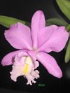 CATTLEYA MIVA BREEZE ALIZE (Azienda Agricola Nardotto Capello)